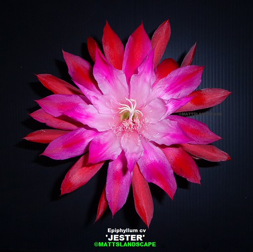 Jester Bloom Epiphyllum JESTER (Bloom-close up 2) | Epiphyllum Hybrid 'JE… | Flickr