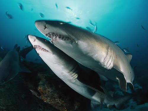 Umkomaas diving