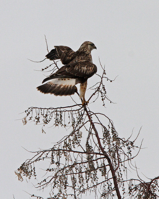 Rough Legged Hawk 4673