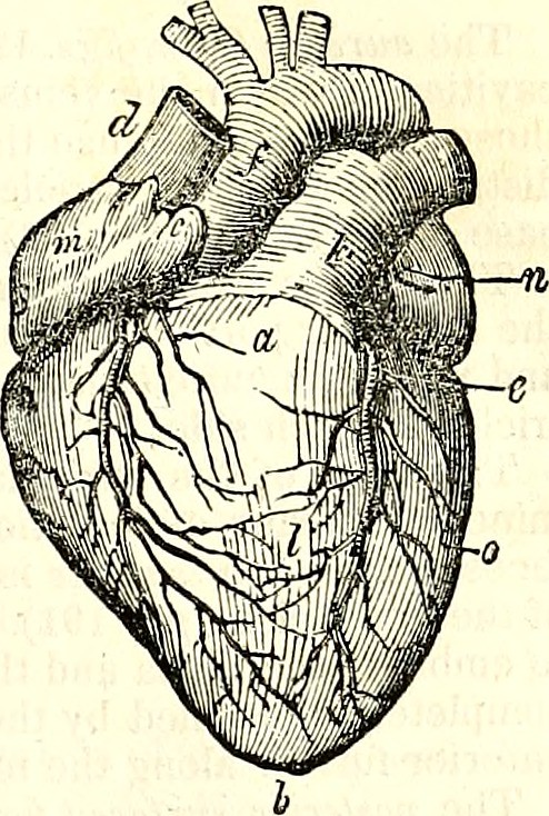 Image from page 504 of "The anatomy of the human body" (1844)
