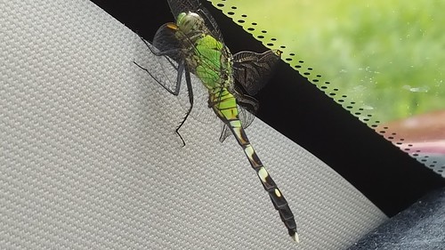 dragonfly easternpondhawk commonpondhawk
