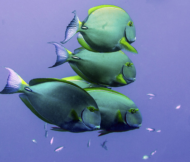 Ornate Surgeonfish