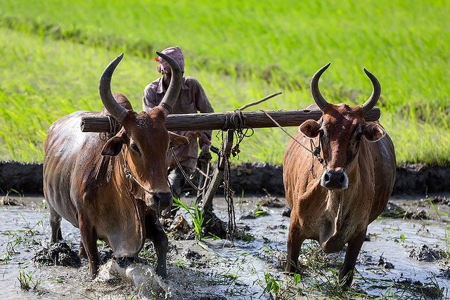 Farming in Havelock on the Andaman islands, India.