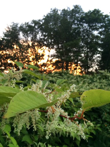 Backyard Sunset by disneyred, life light sunset plants sun nature beautiful forest backyard pretty outdoor dusk newengland newhamp