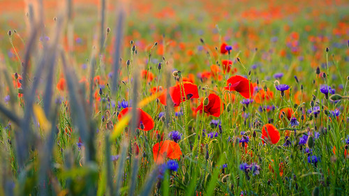 cornflowers coquelicots poppies red blue rot blau
