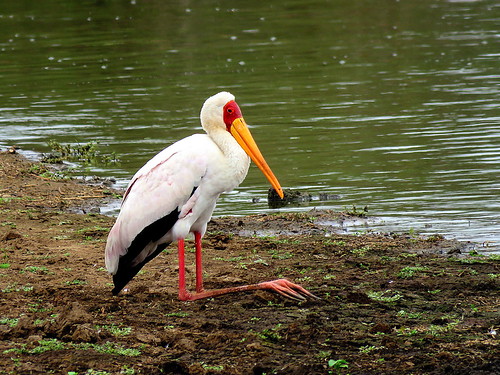 stork yellowbilled coth5