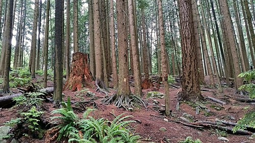 A view of the forest by walneywave, Princess Park today.park brown canada tree green nature rain june forest woodland moss spring woods 