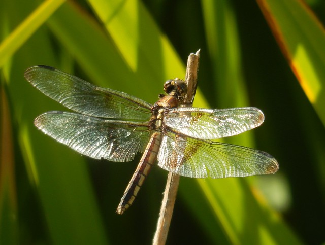 Widow Skimmer dragonfly, (Female), Davis Sept. '16