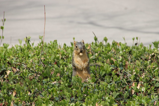 322/365/2513 (April 29, 2015) - Squirrels at the University of Michigan in Springtime (April 29, 2015)