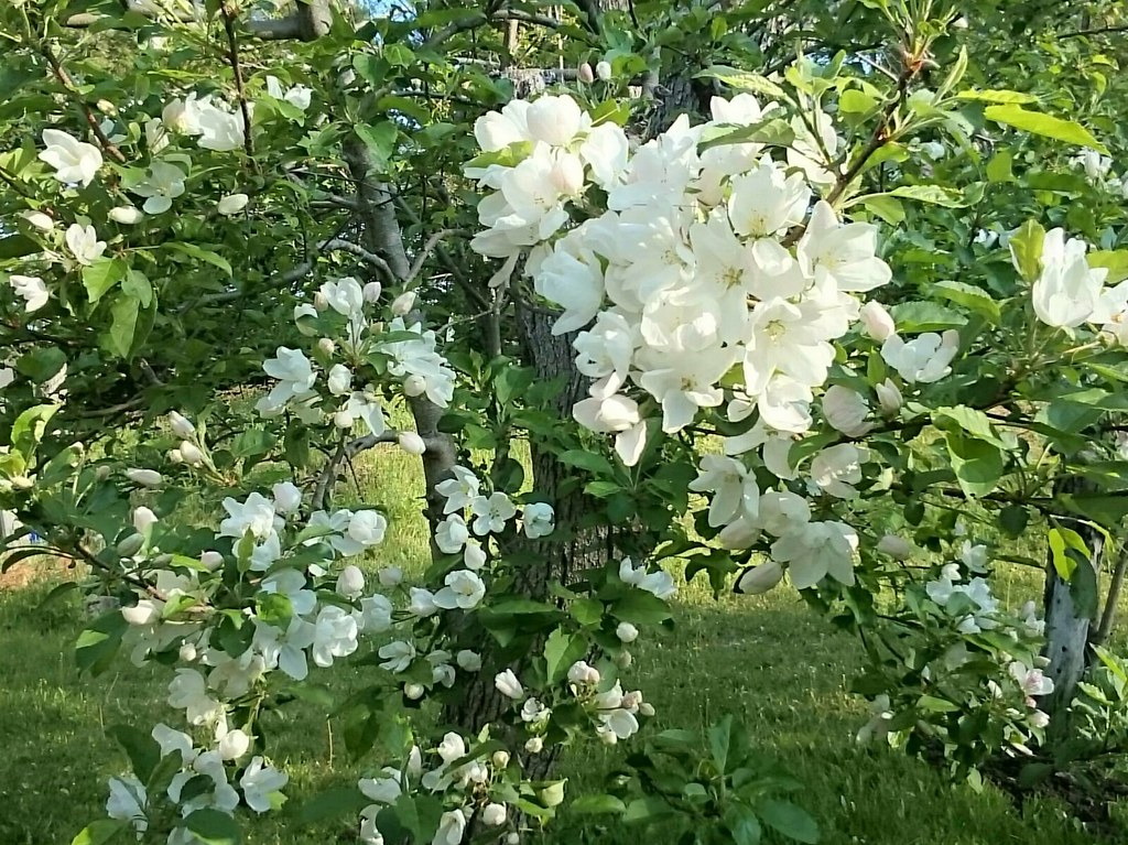 My wife's photo of apple blossoms. #SonyZUltra