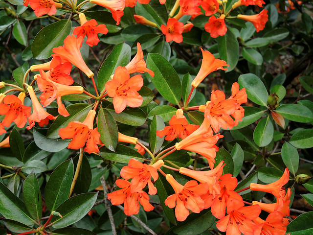 Rhododendron viriosum,