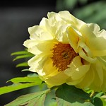 ぼたん (牡丹)/Paeonia suffruticosa