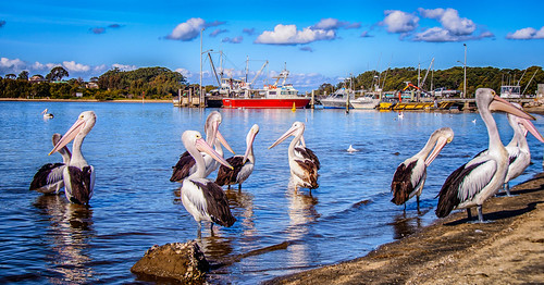 Greenwell Point locals | by Howie44