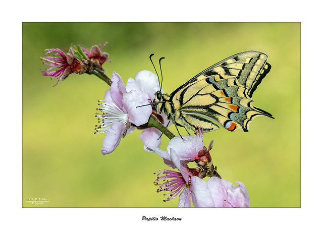 Papilio Machaon...