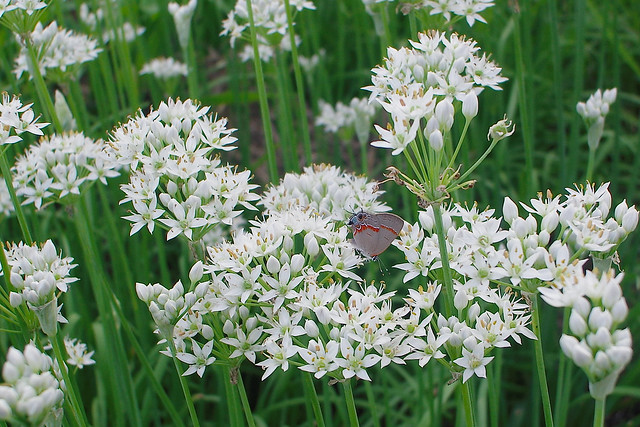 butterfly and wild onions