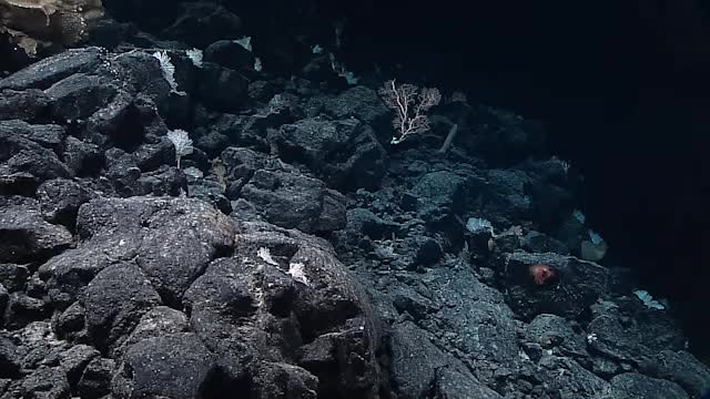 Deep Sea Sponge Discovery Video