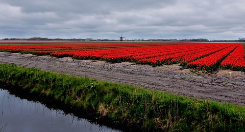 holland netherlands spring tulips nederland lente paysbas landschap noordholland tulpen tulipes voorjaar bollenveld zijpe bloeiendzijpe bulbsfield bloeiendzijpe2015