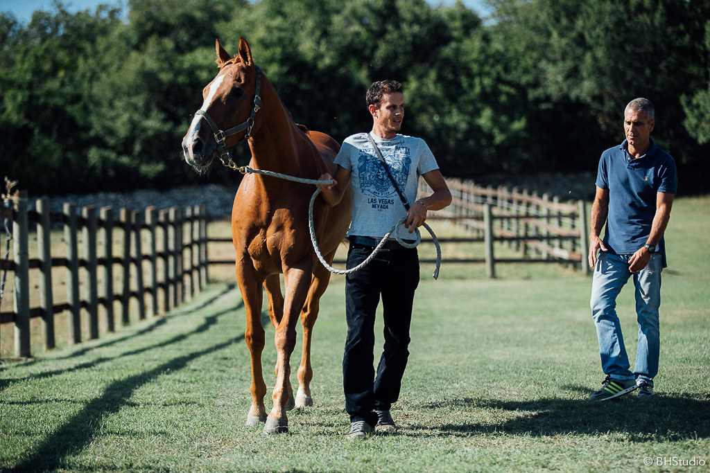 Previsite per i cavalli del Palio. Foto di BHStudio