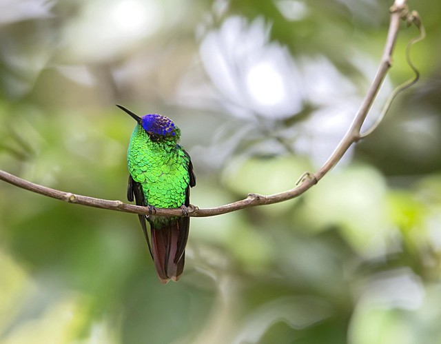 violet-capped hummingbird