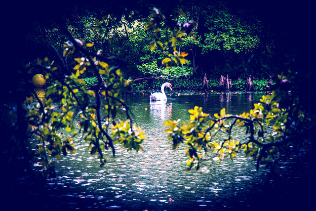 Swan Getaway. Audubon Park Sous Pluie, Huit.