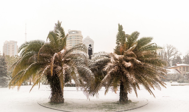 Palm trees in the snow