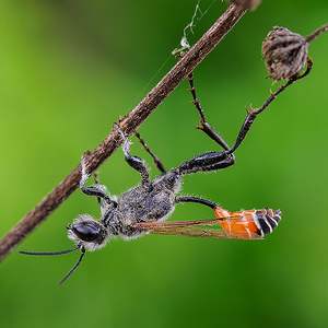 Insectes de Catalunya (Insectos de Catalunya) | Flickr