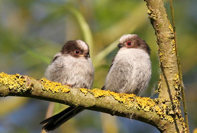 Baby Long-tailed Tits