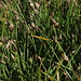 Flickr photo 'fewflower spikerush, Eleocharis quinqueflora' by: Jim Morefield.