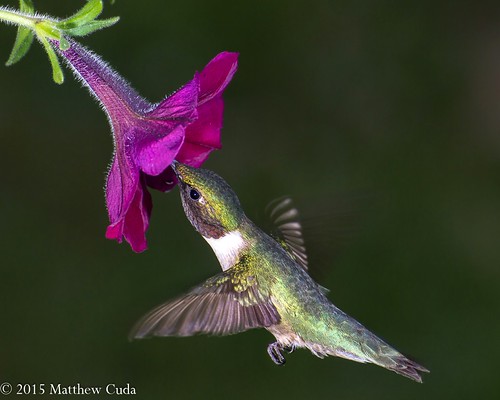 Ruby-throated Hummingbird | by Matt Cuda - www.mattcudaart.com