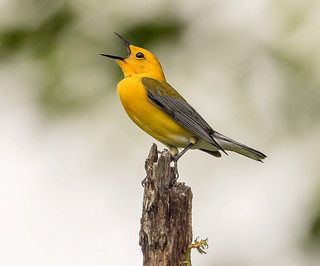 Prothonotary Warbler | by snooker2009