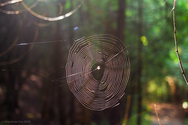 forest spider web