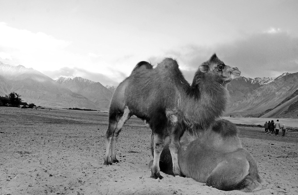 Bactrian camels : Desert of Hunder, Nubra Valley, Ladakh, … | Flickr