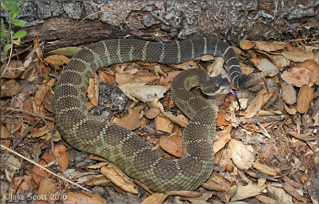 Northern Pacific Rattlesnake (Crotalus oreganus oreganus) (Explored)