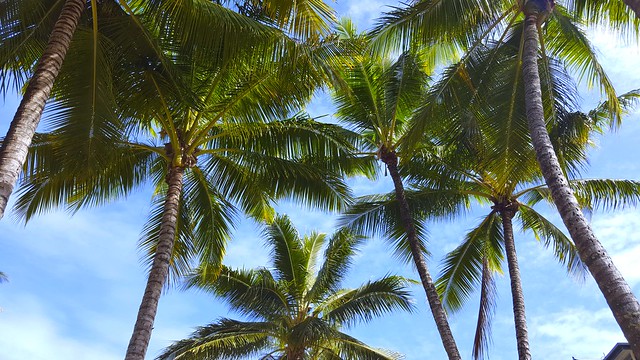 Palm cove