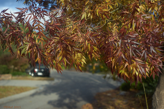 Claret Ash leaves, autumn - 1