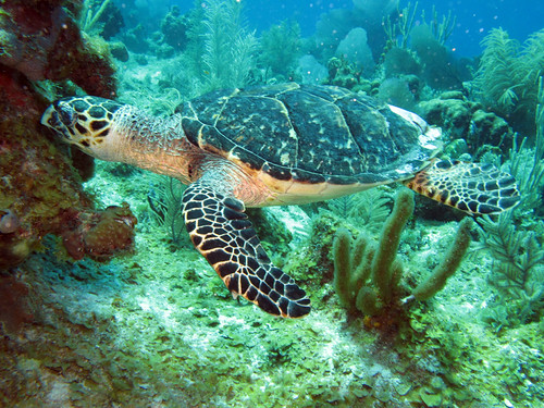 turtle | by elainealster