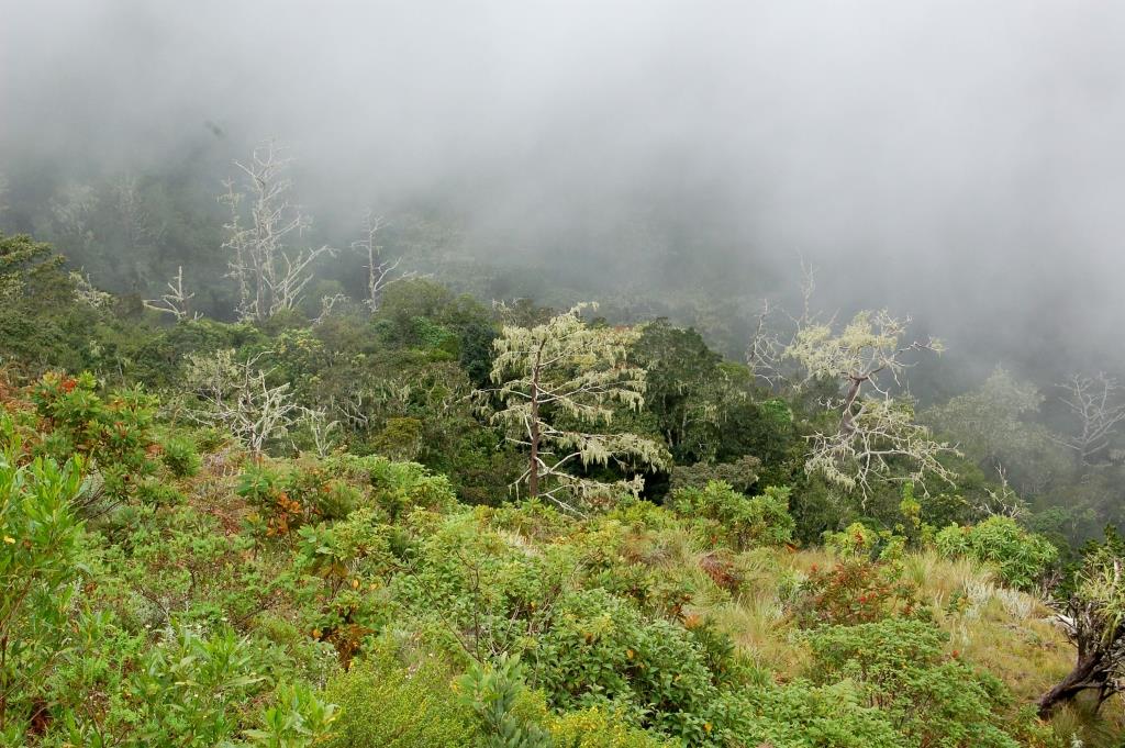 Mulanje Massif cloud forest