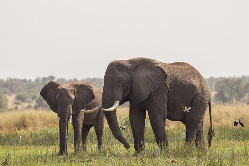 africa hot nationalpark flickr wildlife ngc delta nile safari uganda murchisonfallsnationalpark dryseason nileriver murchisonfalls paraa victorianile republicofuganda victorianiledelta