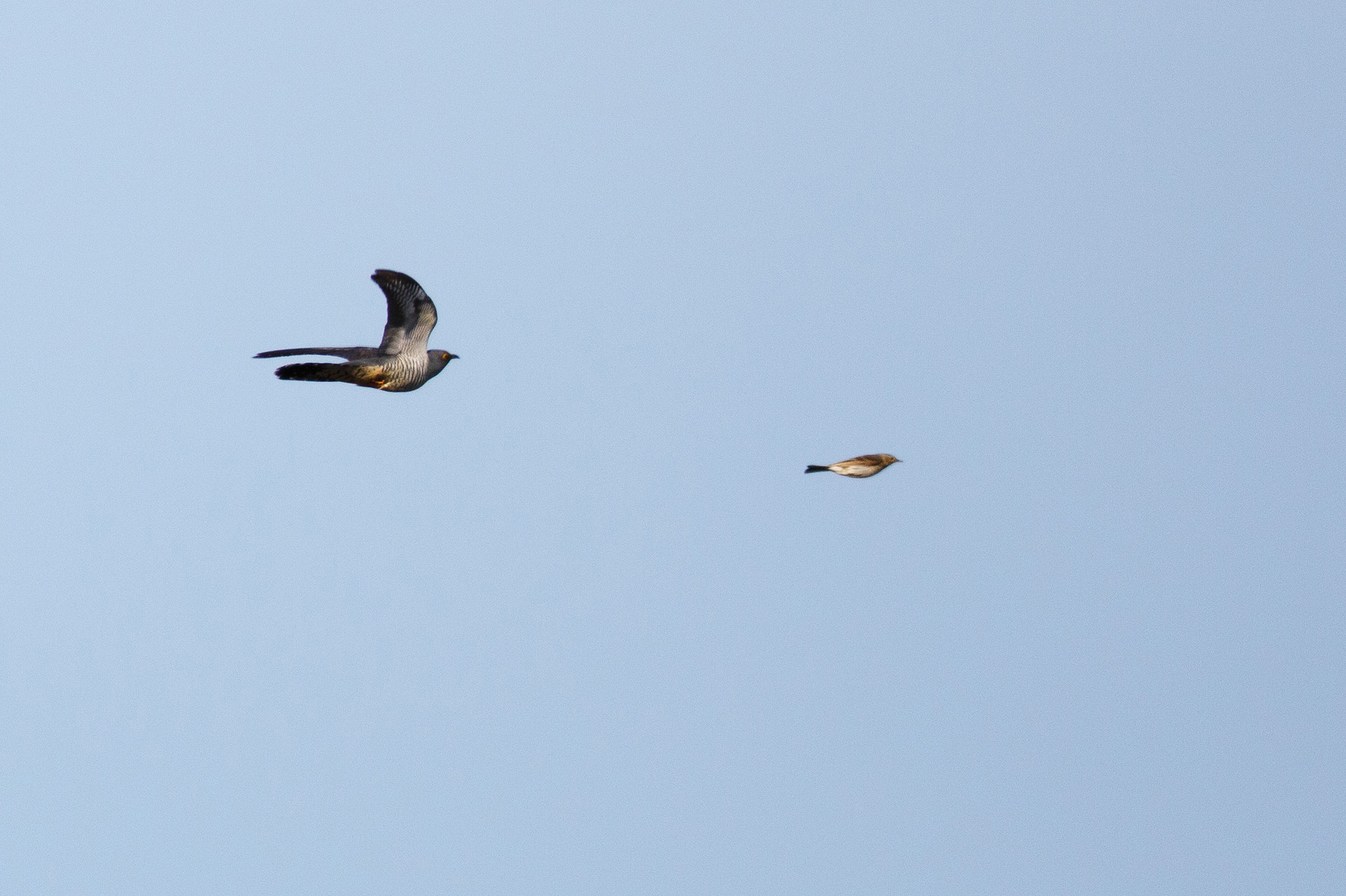 Common Cuckoo - South Öland, Kalmarsund