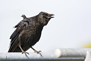 Chagrijnige Kraai- Grumpy Crow (Corvus corone)