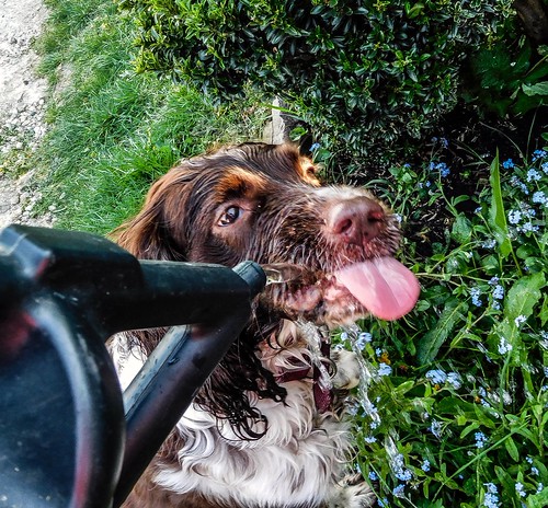 I wanted to water my plants but Polly found a better use for the water. | by watergypsyrach