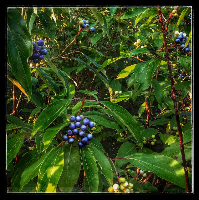 BLUE berries...not blueberries.... ID Please!...on shrubby trees.