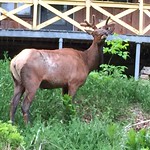 Pennsylvania wapiti, or elusive elk in Benezette