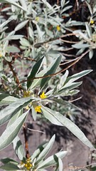 Russian olive flowers