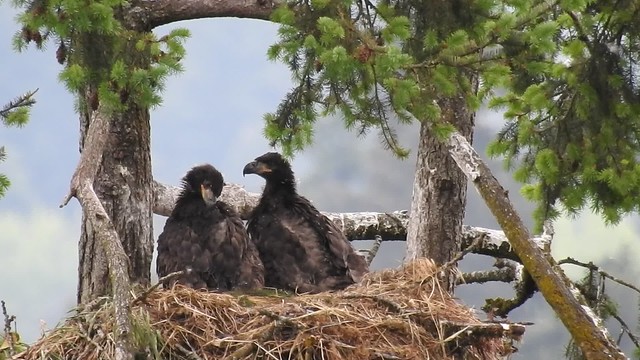 Skinner butte eaglets