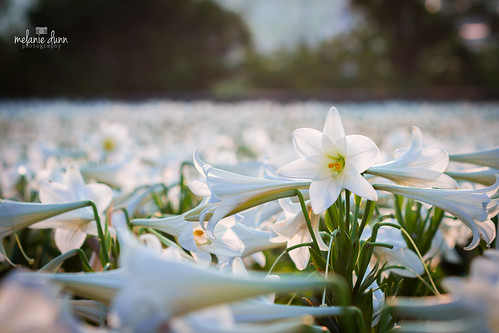 Stand Tall | by millydunn