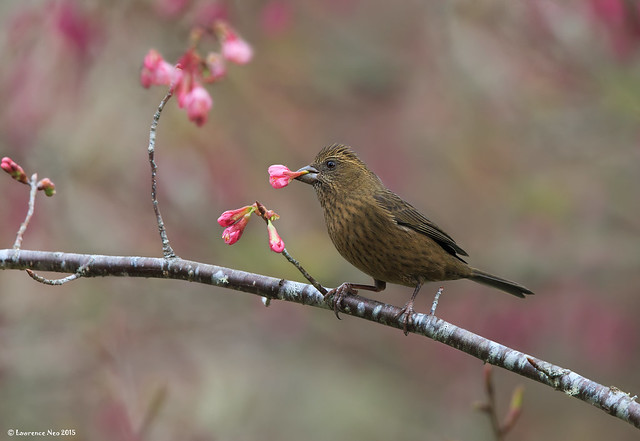 Taiwan Rosefinch (Carpodacus formosanus) @ 阿里山，Taiwan_20150314_0137