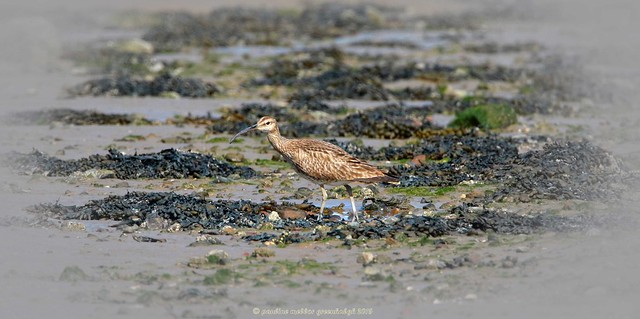 15pg3637 Whimbrel
