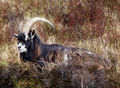 Smiling feral goat