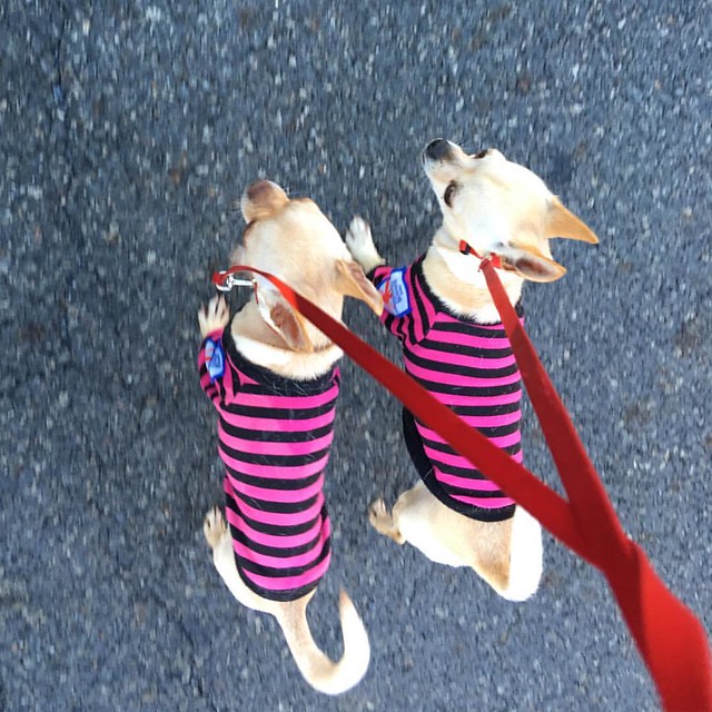 #walkies #walkingthedog #dogs #dogsofinstagram #chihuhua #motheranddaughter #clevelandqld #dogwalking